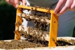 Die Bienen